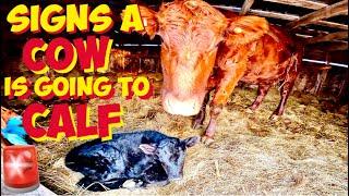 Early Signs a COW displays when getting ready to give Birth to a Newborn CALF 