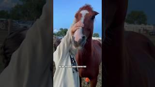 Horses and Fireworks... #horse #equestrian #barrelracing