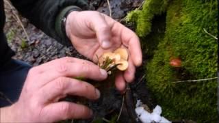 Samtfußrübling (Flammulina velutipes)