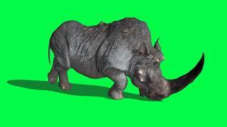 Rhinoceros sprint Side Green Screen 3D Rendering Animation Animals | premium Videos Free