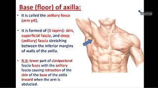 Anatomy of Axilla and Brachial Plexus - Dr. Ahmed Farid