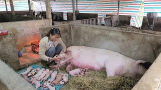 Pigs about to give birth stop breathing, Call a veterinarian to save the sow.  (Episode 117).