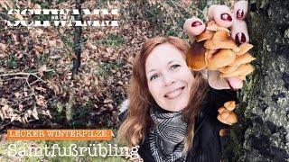 Lecker Winterpilze: Samtfußrüblinge / Flammulina velutipes - Finden und Bestimmen