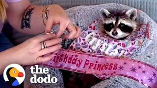 Raccoon Is Such A Daddy's Girl | The Dodo