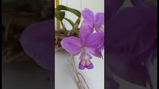 Orquídea Cattleya Nobilior