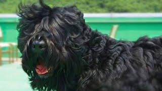 Black Russian Terrier - The ULTIMATE Working Dog