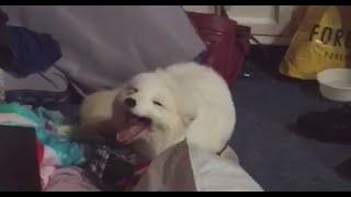 Cute Arctic White Fox Laughing Vine