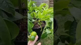 My calamansi tree here in England |  Tropical Citrus Tree from Philippines