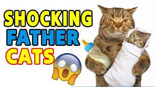 10 Shocking Facts About Father Cats | PawsomeHabits