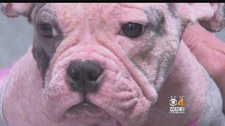 Dog Recovering From Skin Disease Needs A Home