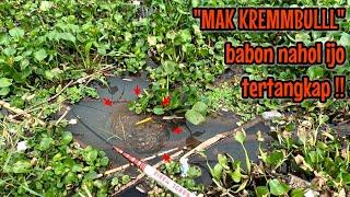 ASLI BERUNTUNG HARI INI‼️BABON-BABON BERHASIL MENDARAT || mancing ikan red devil NAHOL MANIA