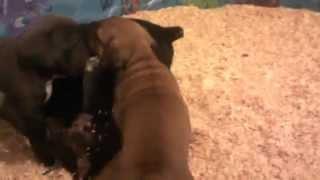 San Rocco Cane Corso - Puppies Establishing Pack Order