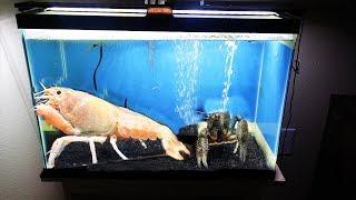 My GIANT lobsters battle it out in their new tank.