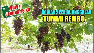 VARIAN SPECIAL UNGULAN YUMMI REMBO