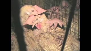 Meet Your Meat: Egg-Laying Hens