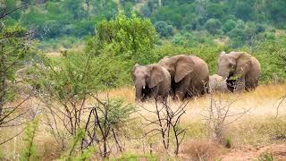 #Футаж слоны вышли на прогулку ◄4K•HD► #Footage elephants went for a walk