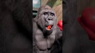 Throwback to everyone's favorite silverback! #silverback #asmr #mukbang