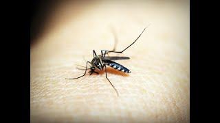 febbre dengue- Intanto in thailandia