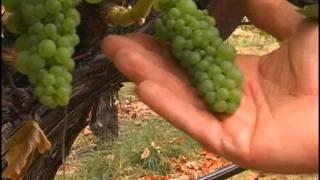 You can't fight Mother Nature I Michael J. Neal Viticultural Services