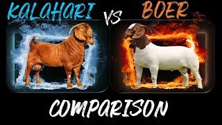 Kalahari Red vs Boer Goat | Comparison of Two Best Goat Breeds for Meat |  #Kalahari Red #Boer Goat