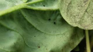 Delphastus catalinae Attack Bemisia tabaci [Silverleaf Whitefly]