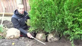 Hecke pflanzen | Thuja | Erster Heckenschnitt | TUTORIAL | HD