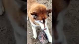 #husky favorite toy!! #offgrid #offgridhome #homesteadlife #homestead #offgridlifestyle