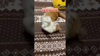 マタタビのせいで静電気を食らう猫。　#shorts