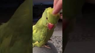 Talking parrot loves his "tickles and cuddles”, so cute..