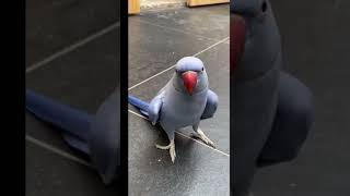 Funniest Parrots & Cutest Birds Compilation 🪺#shorts #funny