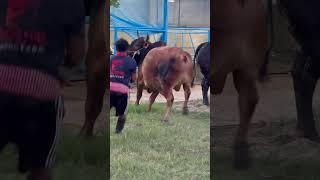 Biggest cow dhamaka entry.. দুস্ট গরু