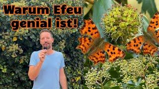 Warum Efeu genial ist! Efeu als insektenfreundliche Pflanze für Naturgärten #gärtnern  #gartentipps