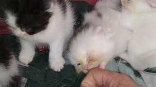 Kittens' Adorable Attack: Dad's Chicken-Scented Hand