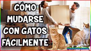 MUDANZA CON GATOS (QUÉ HACER ANTES, DURANTE Y DESPUÉS) - SiamCatChannel