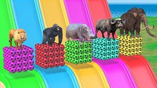 Long Slide Game With Mammoth Elephant Gorilla Buffalo Hippopotamus Lion - 3d Animal Game