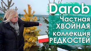 Darob| Редкие хвойные миниатюры| Частная коллекция