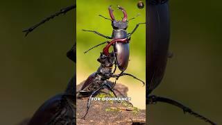 ️ STAG BEETLE: The LIVING TANK of the Insect World! #BeetleBattle #wildlifefacts