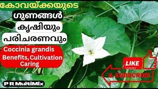 കോവൽ കൃഷി, പരിചരണം, ആരോഗ്യപരമായ ഗുണങ്ങൾ: Coccinia grandis cultivation, caring, benefits #prmultimix