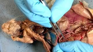 Rat Dissection [Organs]