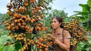 Harvesting Areca Berries Goes to the Market sell - Soak in Alcohol to make Medicine | Tran Thi Huong