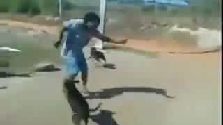 Utilizando artes marciales para enfrentarse a una jauría de perros.