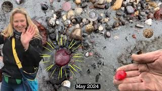 Return to Treasure Beach - Low Tide reveals Strange & Unexpected Finds That Make me Smile (May 2024)