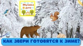 Как звери готовятся к зиме