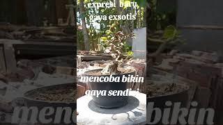 Waru india gaya exsotis#pamnas #bonsai #pamerandankontesbonsai #bonsaiwaruindia #gayaexsotis