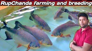 rupchanda fish farming breeding and selling information | big chanda fish | fish hormone injection