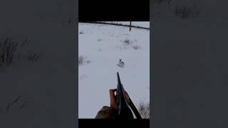 "Точность в снегу: успешная охота на кролика"#chasse #hunting #весенняяохота #rabbit #hunt #sniper