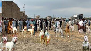 Pakistan ki Sab Say Mashoor Kohat Dog Mandi Ka Visit