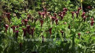 Deep purple Calla lilies fill our wildfilmsindia flower fields at Motidhar in Mussoorie