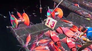 How to Catch Commercial Giant Squid Fishing Automatic in Ocean