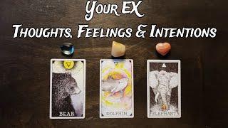 Your EX  Their Thoughts, Feelings & Intentions  Pick A Card Love Reading